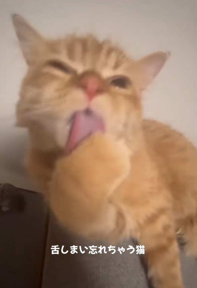 前足を舐める猫