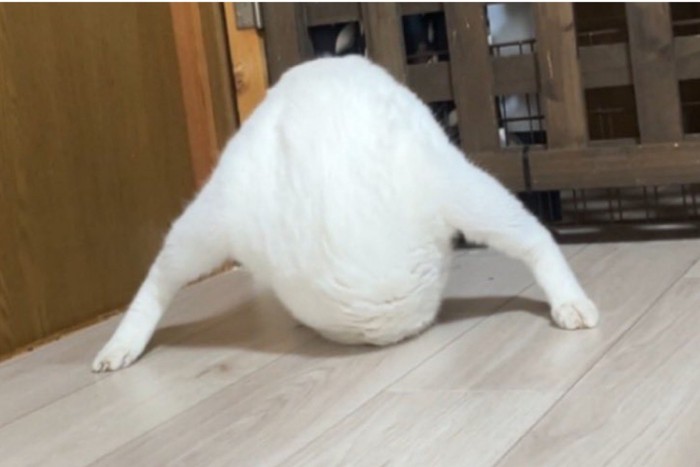 白猫の謎すぎるポーズ