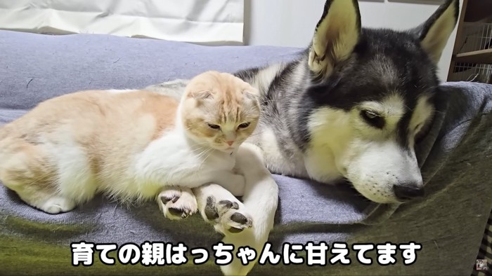 はっちゃんに甘えるじゅんちゃん