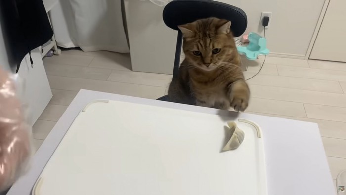 椅子に座り机の上の餃子に手を伸ばす猫