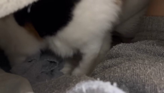 布団へ入るミケ