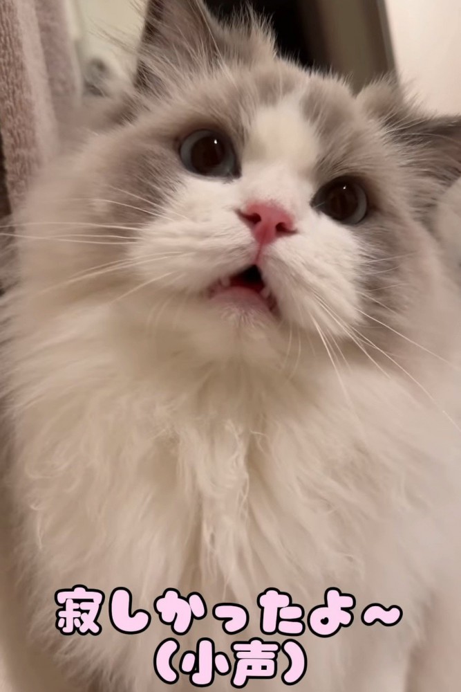 前を見て鳴く猫
