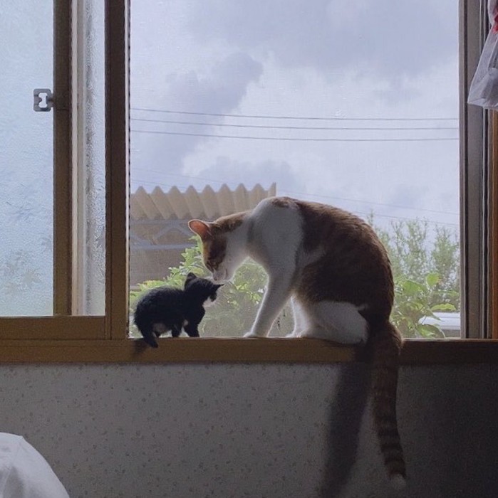 窓枠に登った子猫と成猫