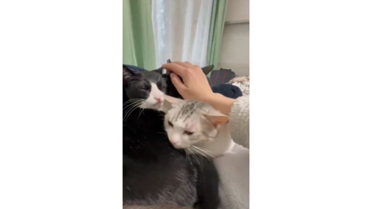 集まっている猫