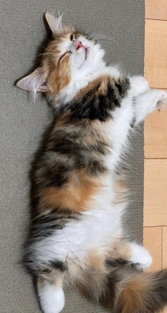 へそ天で寝る猫