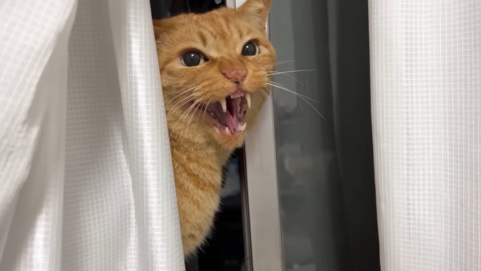怒る猫