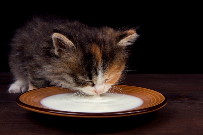 ミルクを飲む子猫