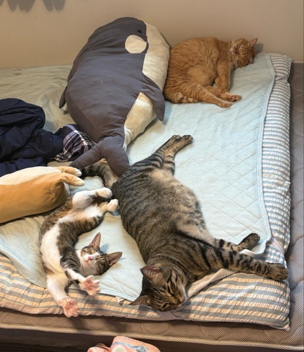 ベッドで寝る3匹の猫