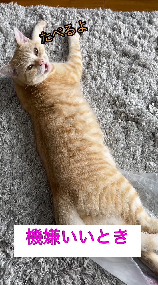 飼い主に返事をする猫