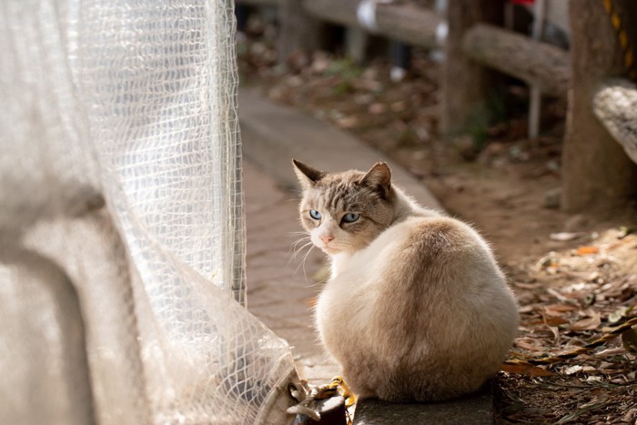 振り向くシャム猫