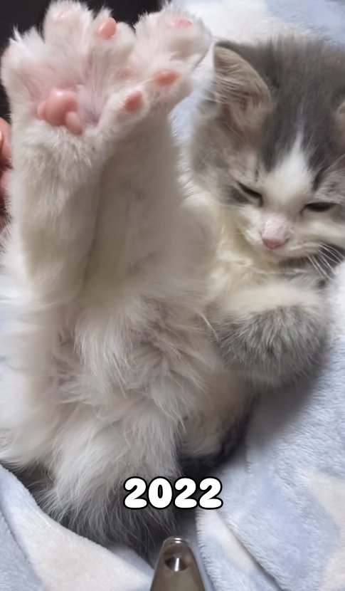 後ろ足を伸ばしている仰向けになった子猫