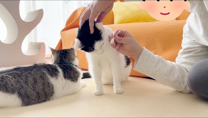 男性が持っている歯ブラシから顔を遠ざけ得る黒ぶち猫