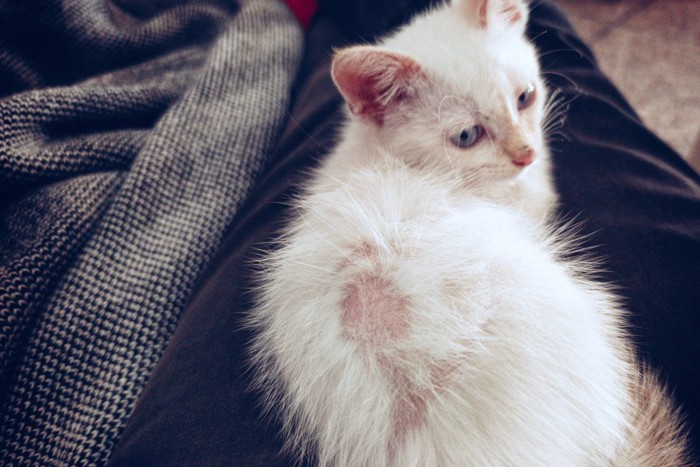 皮膚にトラブルを抱えた猫