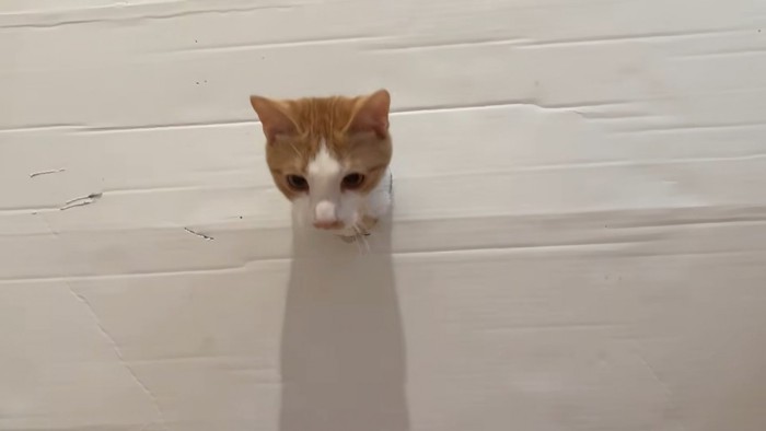 穴から顔を出す猫