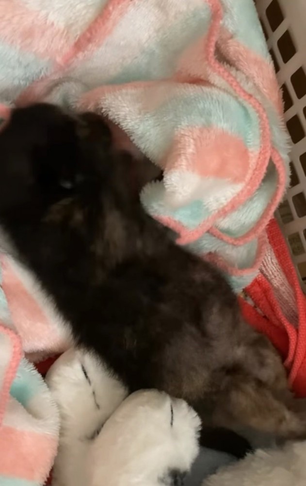 モゾモゾ動き回る小梅ちゃん