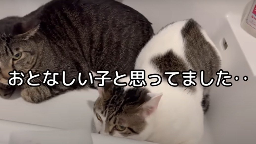 うずくまる二匹の猫