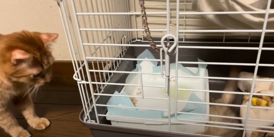 ケージの左側に茶トラ猫