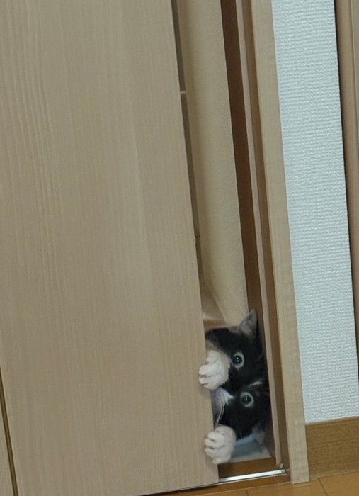 ドアの隙間から覗く猫