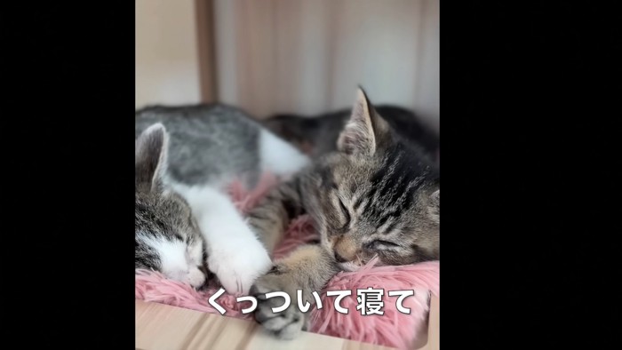 寝ている2匹の子猫