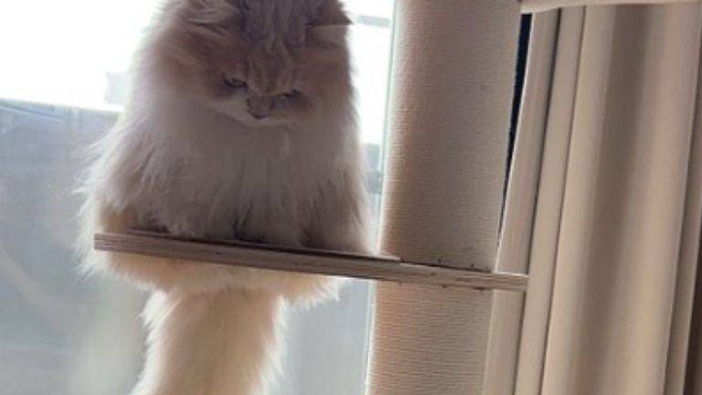 キャットタワーにいる猫