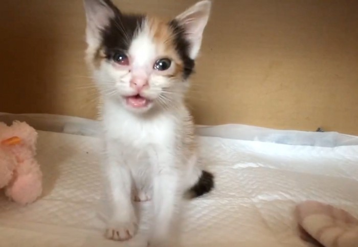 鳴き声を出す子猫