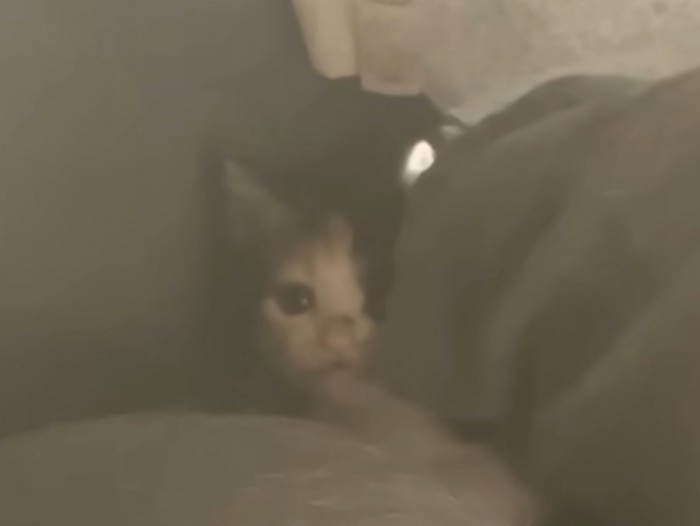 猫ドームの奥に隠れていた三毛猫の子猫