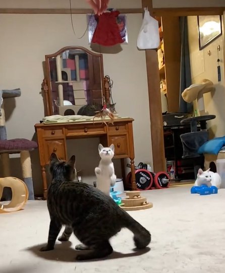 座りながら上を向く二匹の猫