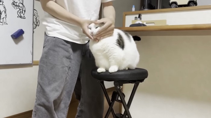 こねられる猫の写真3