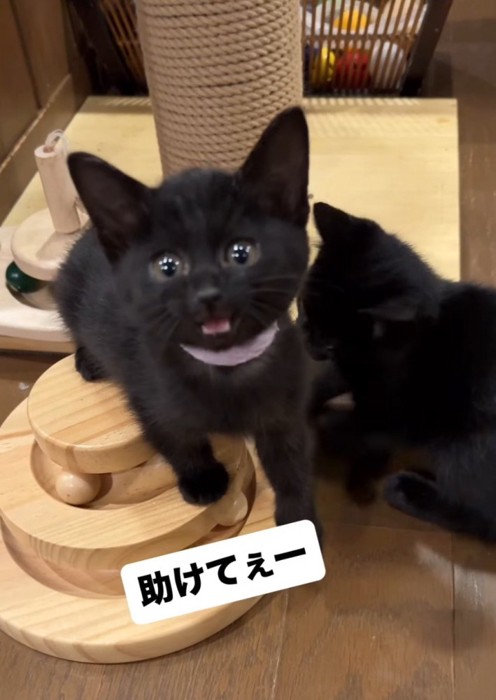 投稿者を見て短く鳴き声を出すピンクの首輪を着けた子猫