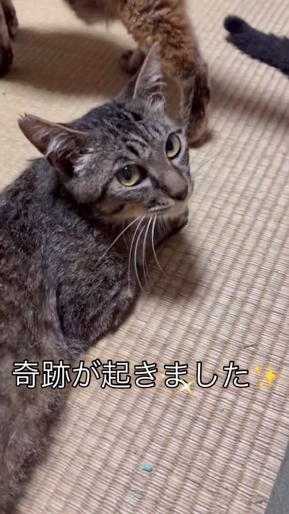 振り向く猫