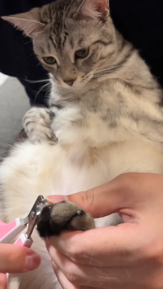 爪切りを見ている猫