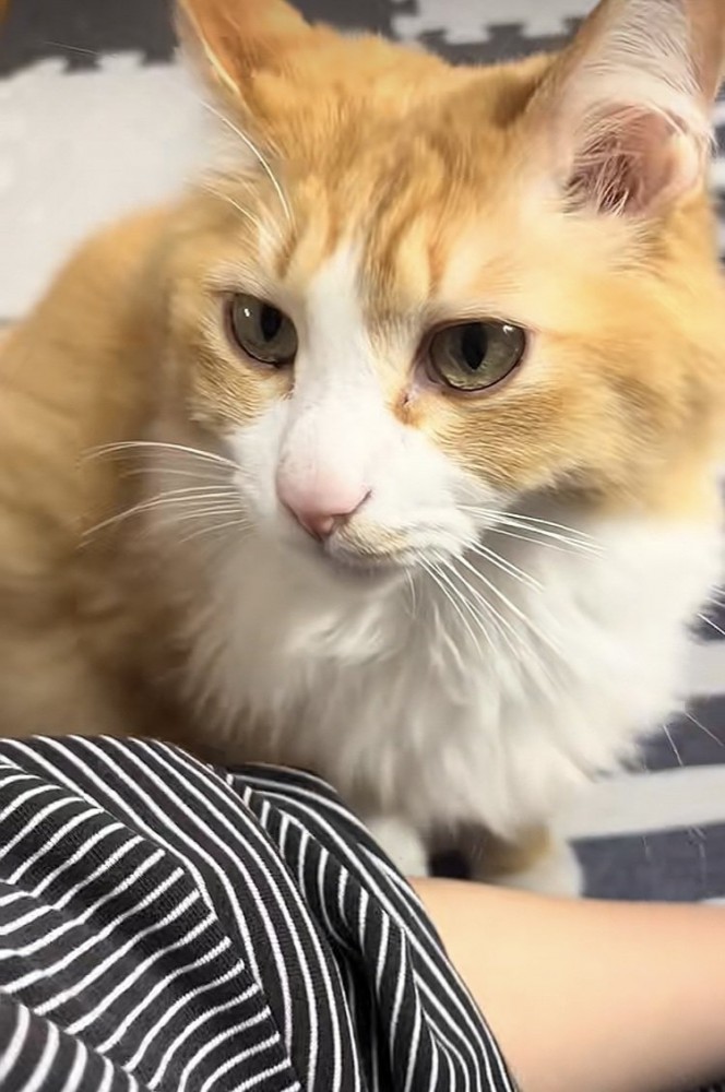 飼い主さんに甘える茶白猫