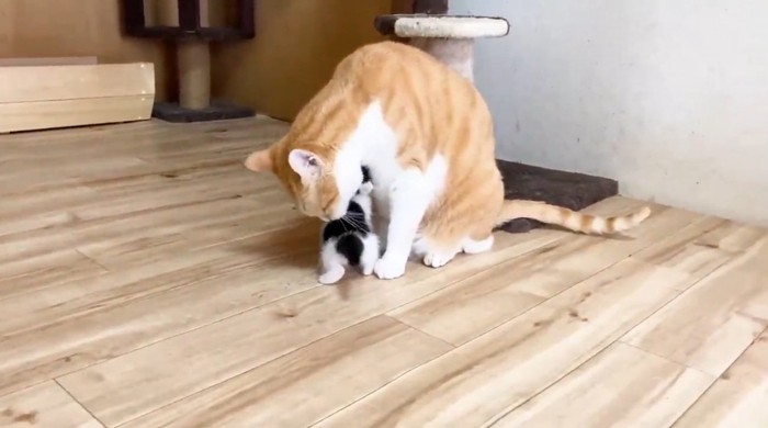 子猫をなめてあげる先住猫
