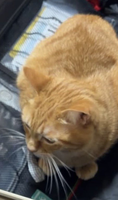 キャリーバッグの中に座る茶トラ猫