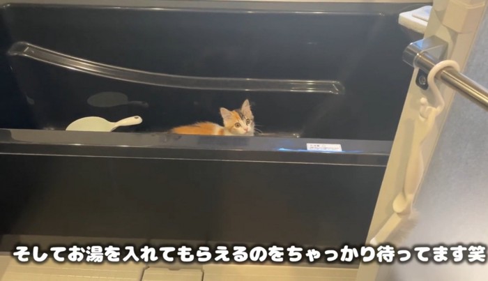 バスタブの中に入っている猫
