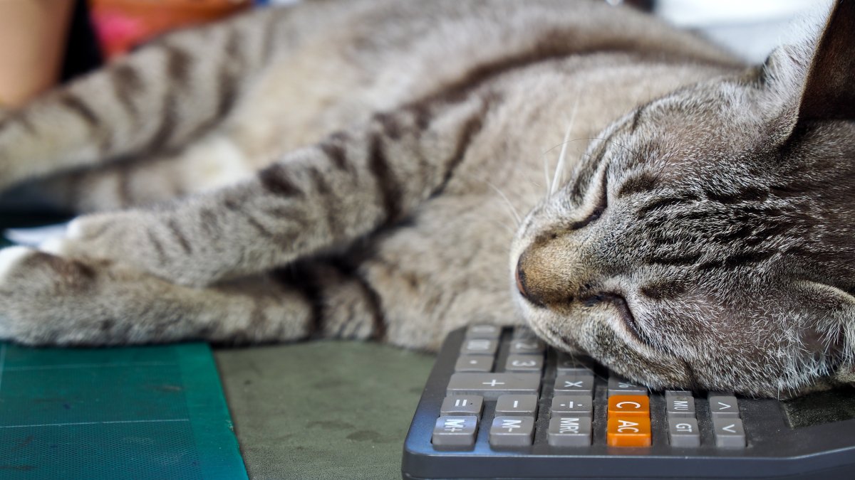 電卓を枕にして眠る猫