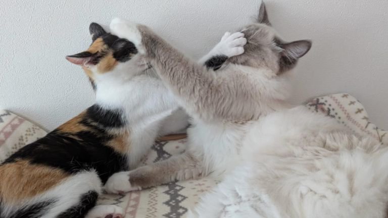 じゃれあっている猫たち