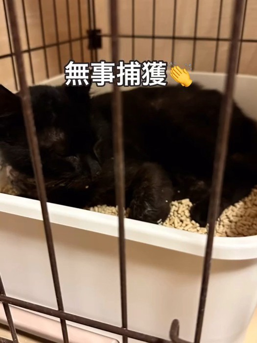 ケージの中のトイレにいる猫