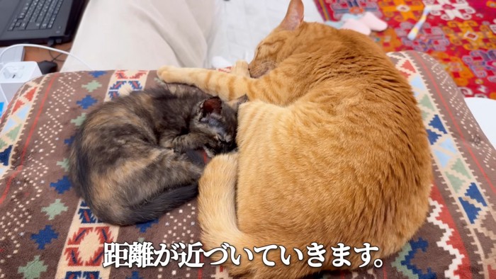 寝ている茶トラ猫とサビ猫