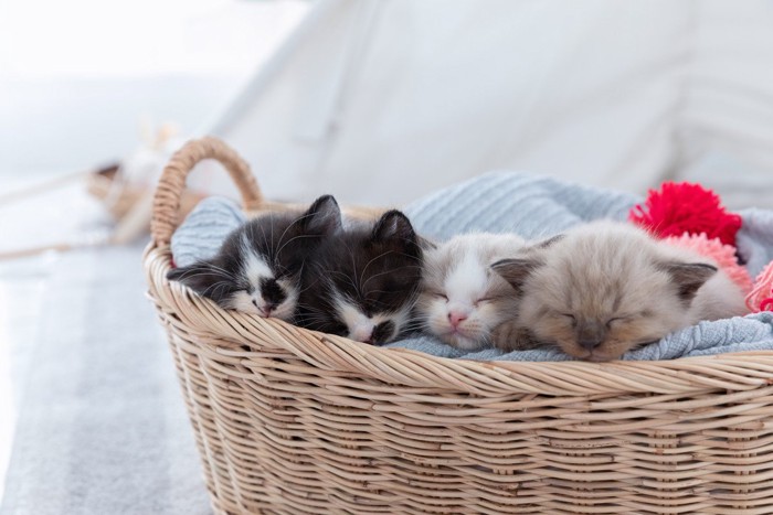カゴの中で眠る子猫