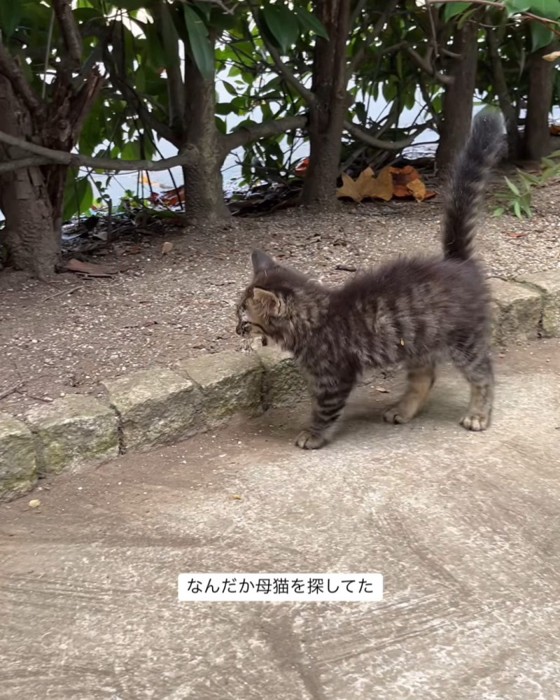 鳴いている子猫