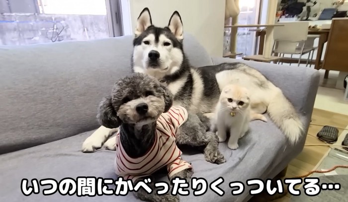 ソファの上に座る子猫と犬2匹