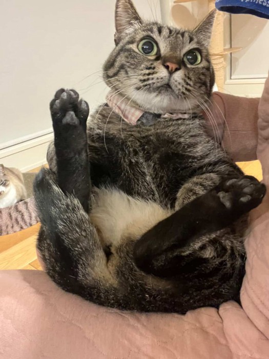 斜め上を見ながら足を開く猫