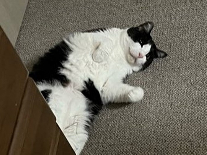 床に転がって遊んでいる猫