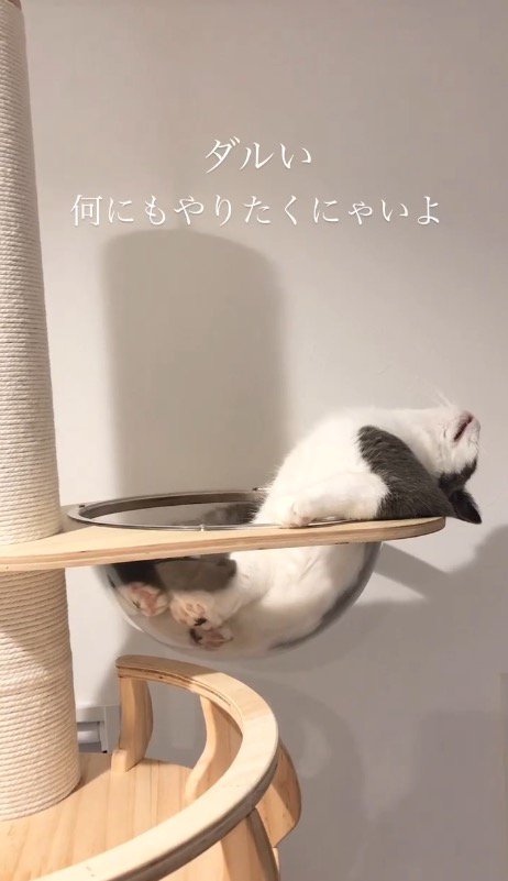 キャットタワーのボウルの中で天井を見つめる猫