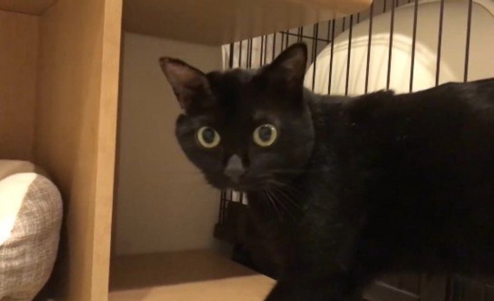 再び振り返る猫