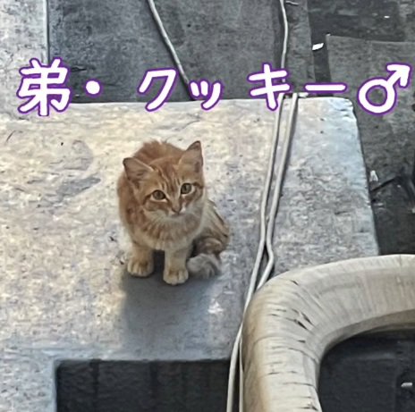 茶トラの兄弟の子猫の弟