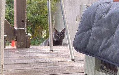 デッキに上がろうとする黒猫