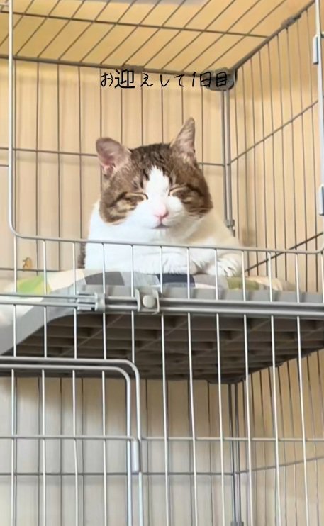 ケージの中で寝ている猫