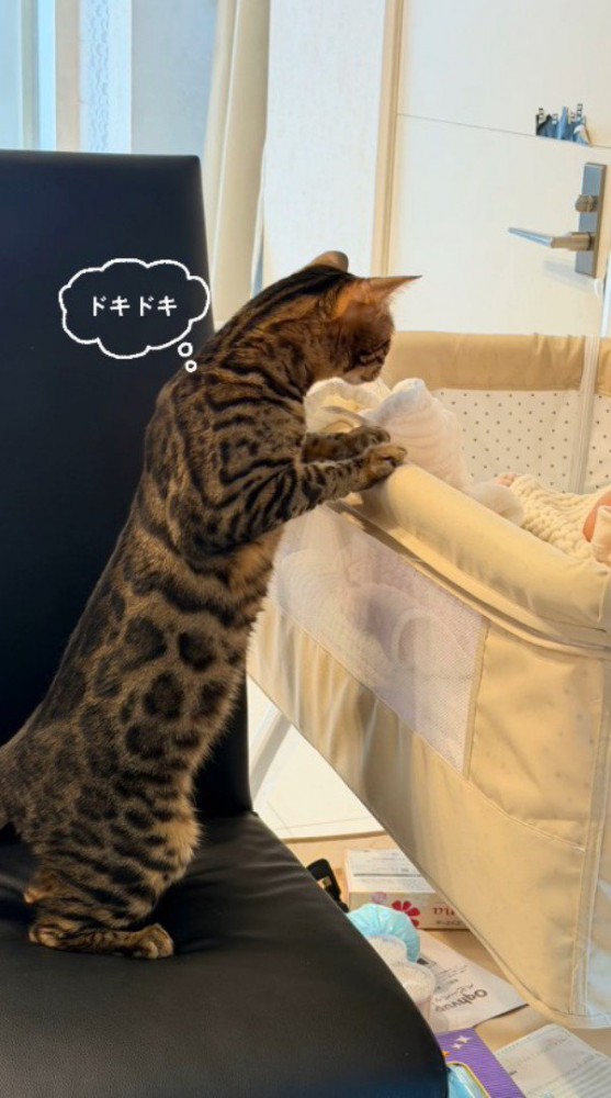 ベビーベッドの縁に前足をかけて赤ちゃんを眺める猫